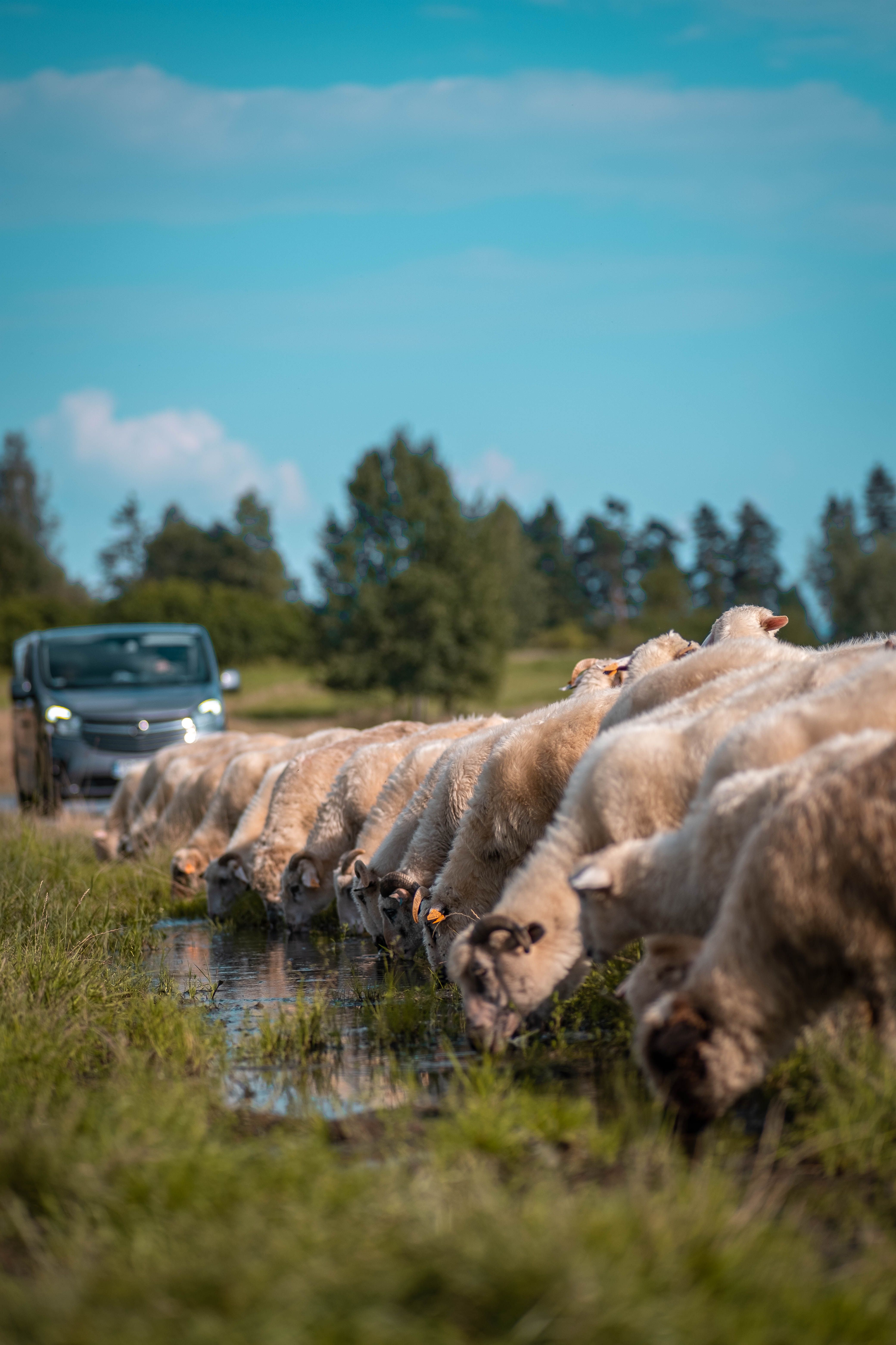 Sheep grazing by a puddle in Czorsztyn countryside, with a vehicle in the background, under a bright summer sky.