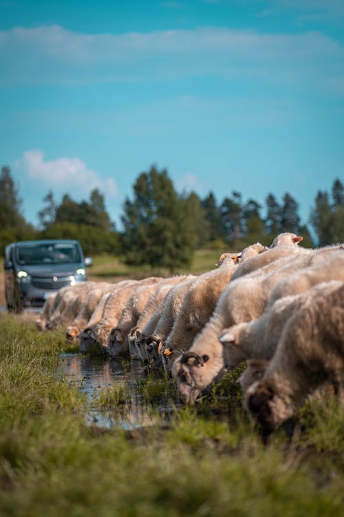  A herd of sheep in the middle of the road drinking water from a puddle