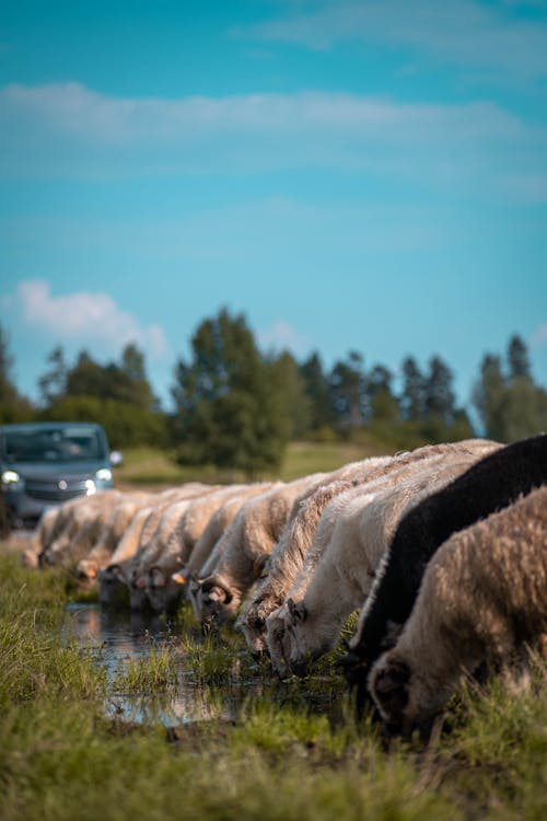  A herd of sheep in the middle of the road drinking water from a puddle