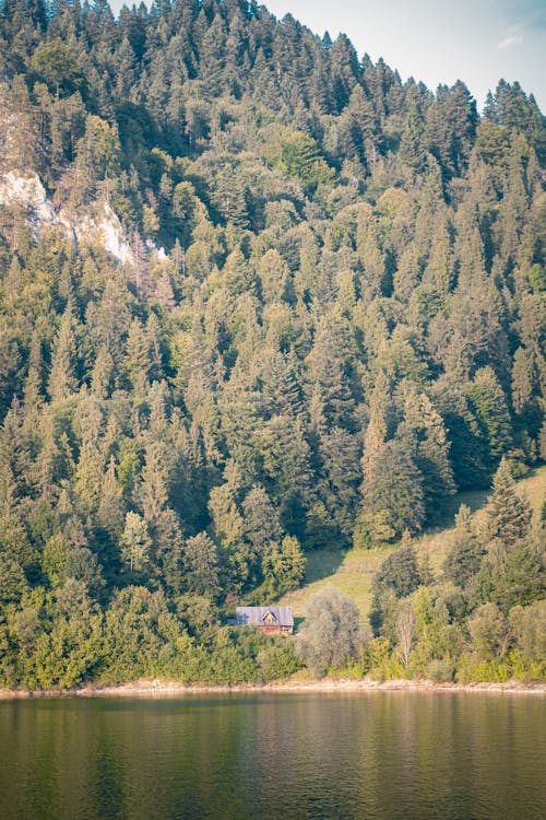 The slope of the top with growing trees on the shores of the lake in Czorsztyn, Jezioro Czorsztyńskie