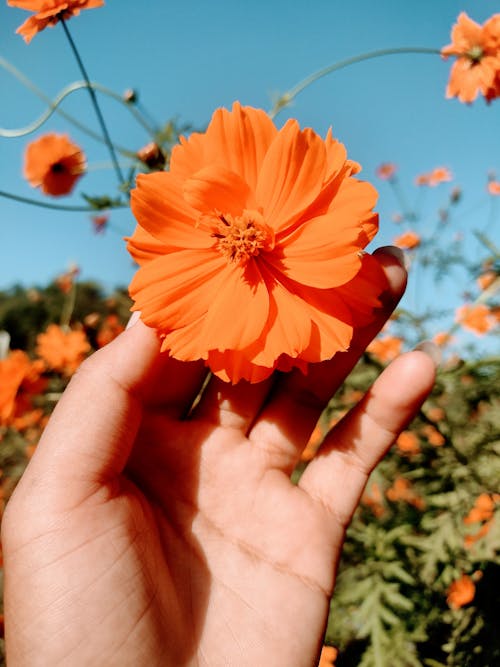 Hand Holding Orange Flower