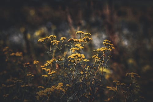 Tansy in Meadow