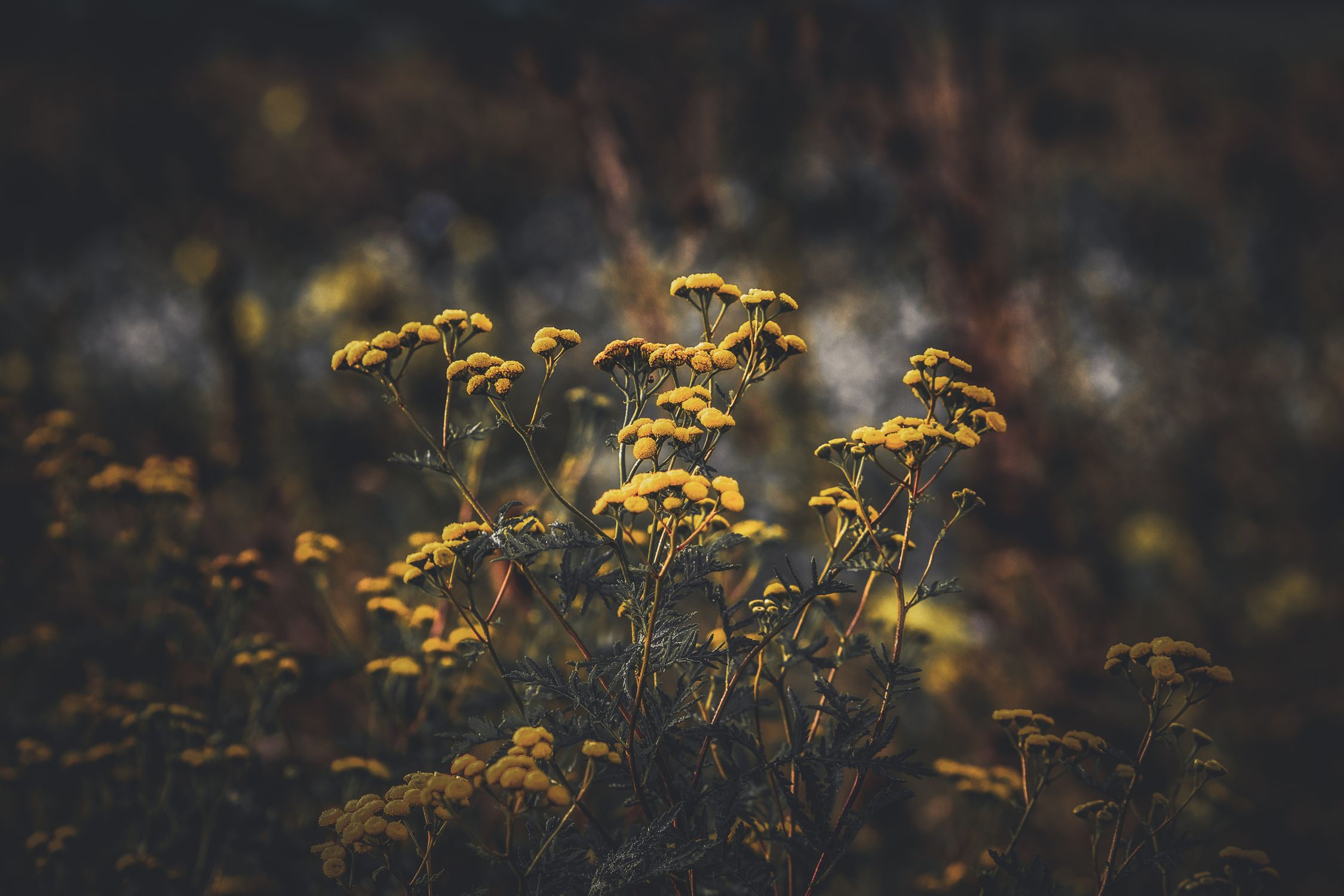 Tansy in Meadow · Free Stock Photo