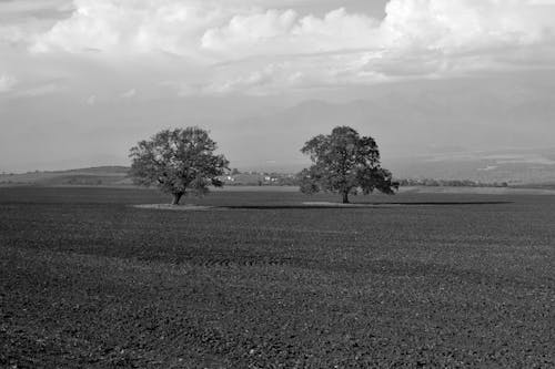 Immagine gratuita di agricoltura, alberi, bianco e nero
