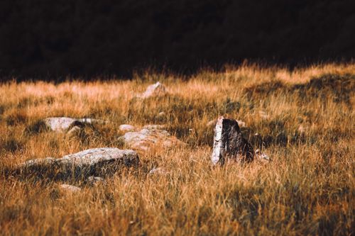 Free Peaceful grassland scene with rocks and dry vegetation under ambient light. Ideal nature landscape. Stock Photo