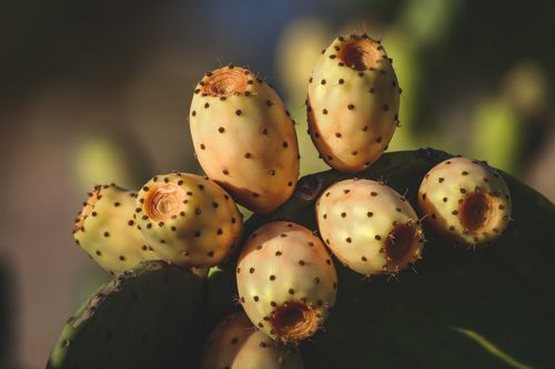 Free Detailed shot of ripe prickly pear fruits growing on a cactus, showcasing nature's bounty. Stock Photo