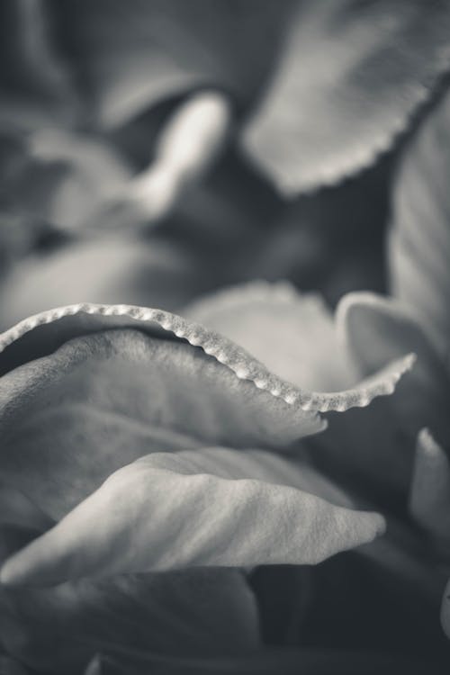 Darmowe zdjęcie z galerii z czarno-biały, liście, martwa natura