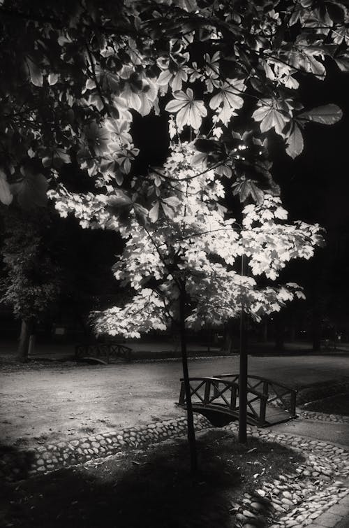 Imagine de stoc gratuită din alb-negru, alee, arbore