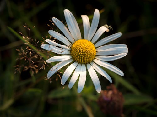 Gratis lagerfoto af blomst, blomstrende, fjeder