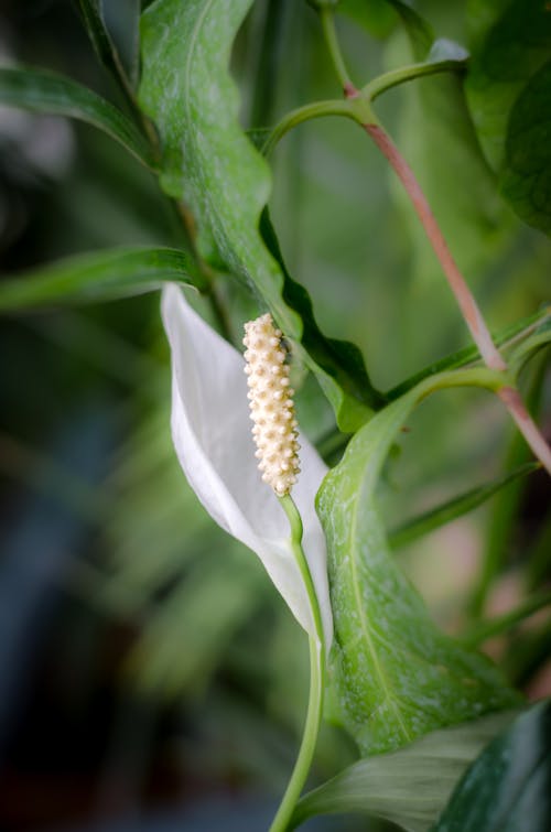 Imagine de stoc gratuită din alb, anthurium, araceae