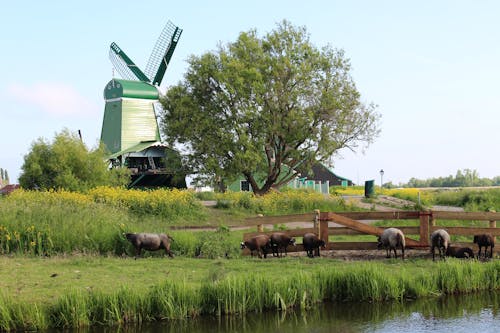 Free stock photo of fishing village, sheep, the netherlands