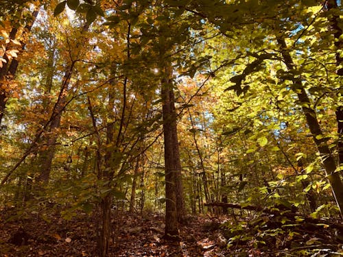 derin orman, orman, orman ağaçları içeren Ücretsiz stok fotoğraf
