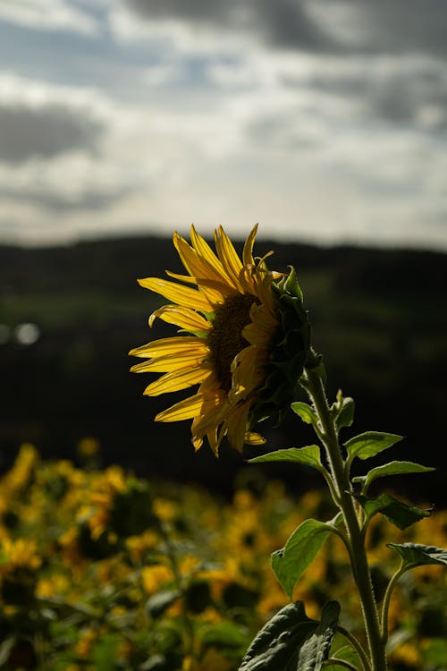 Sunflower on Field