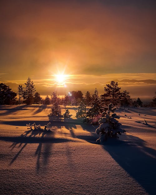 Árboles Y Campo Durante El Amanecer