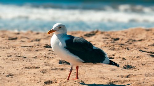 Free A seagull on a sandy beach with waves in the background under bright sunlight. Stock Photo