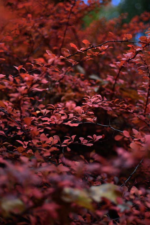 Red Shrub Leaves in Autumn