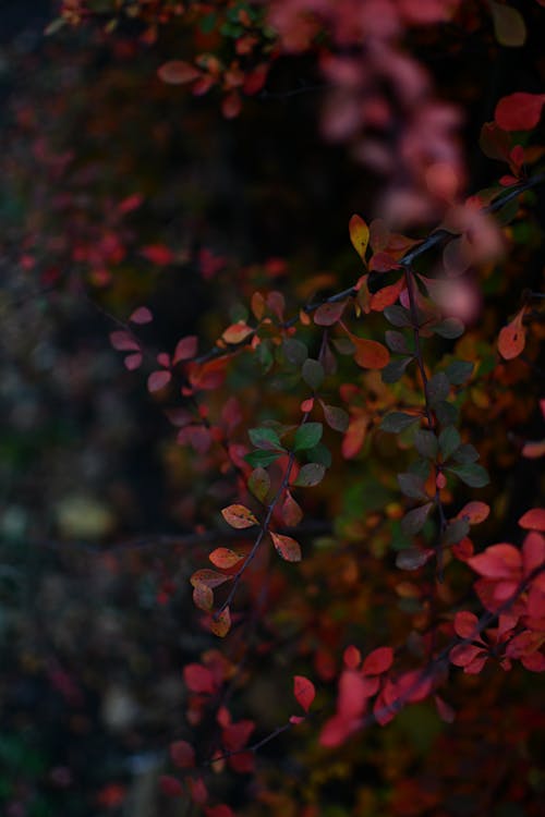 Red Leaves on a Shrub in Autumn 