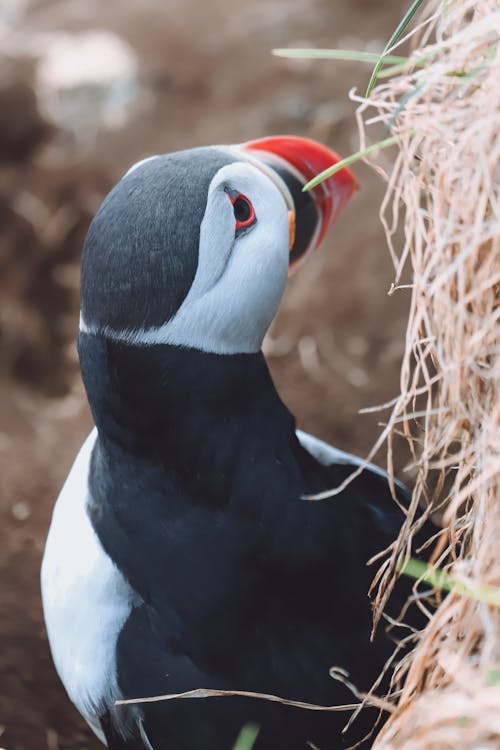 Back View of Atlantic Puffin