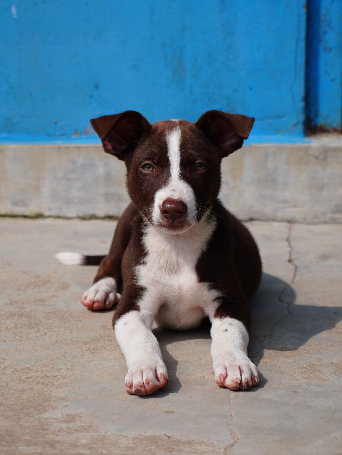 Foods That Are Toxic to Dogs: What Every Pet Owner Must Know