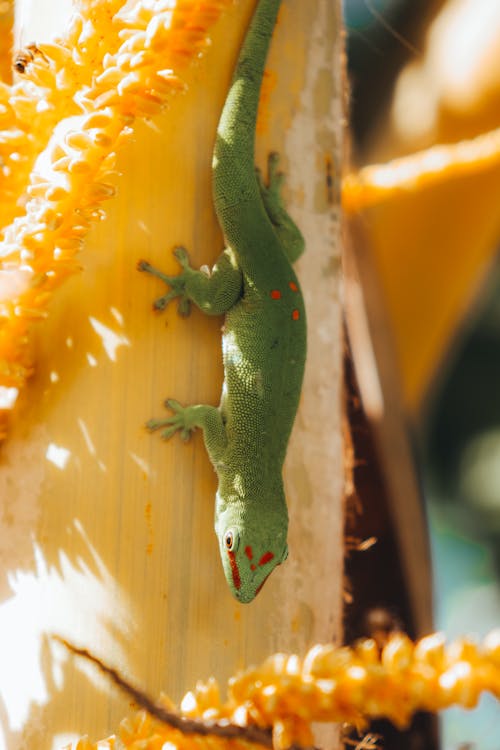 Gecko in Nature