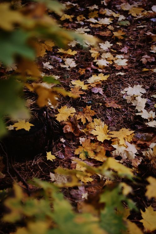Free Colorful autumn leaves scattered across a forest floor, showcasing the beauty of fall. Stock Photo