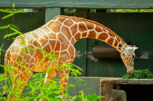 Foto profissional grátis de animais selvagens, animal, fotografia da vida selvagem