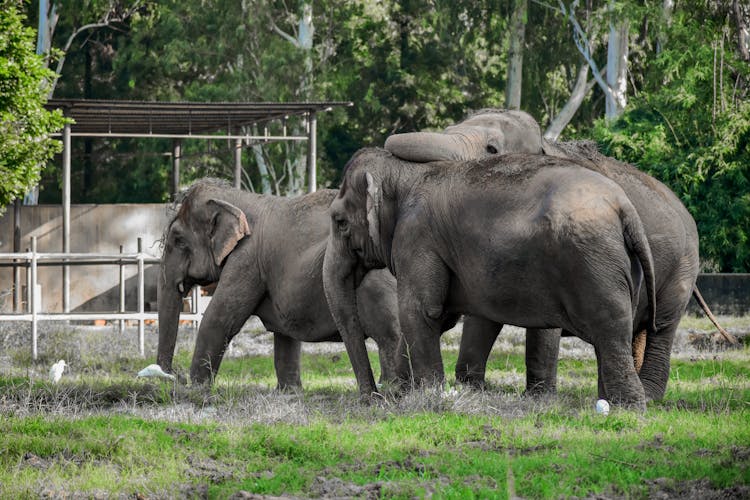 Elephants In Zoo