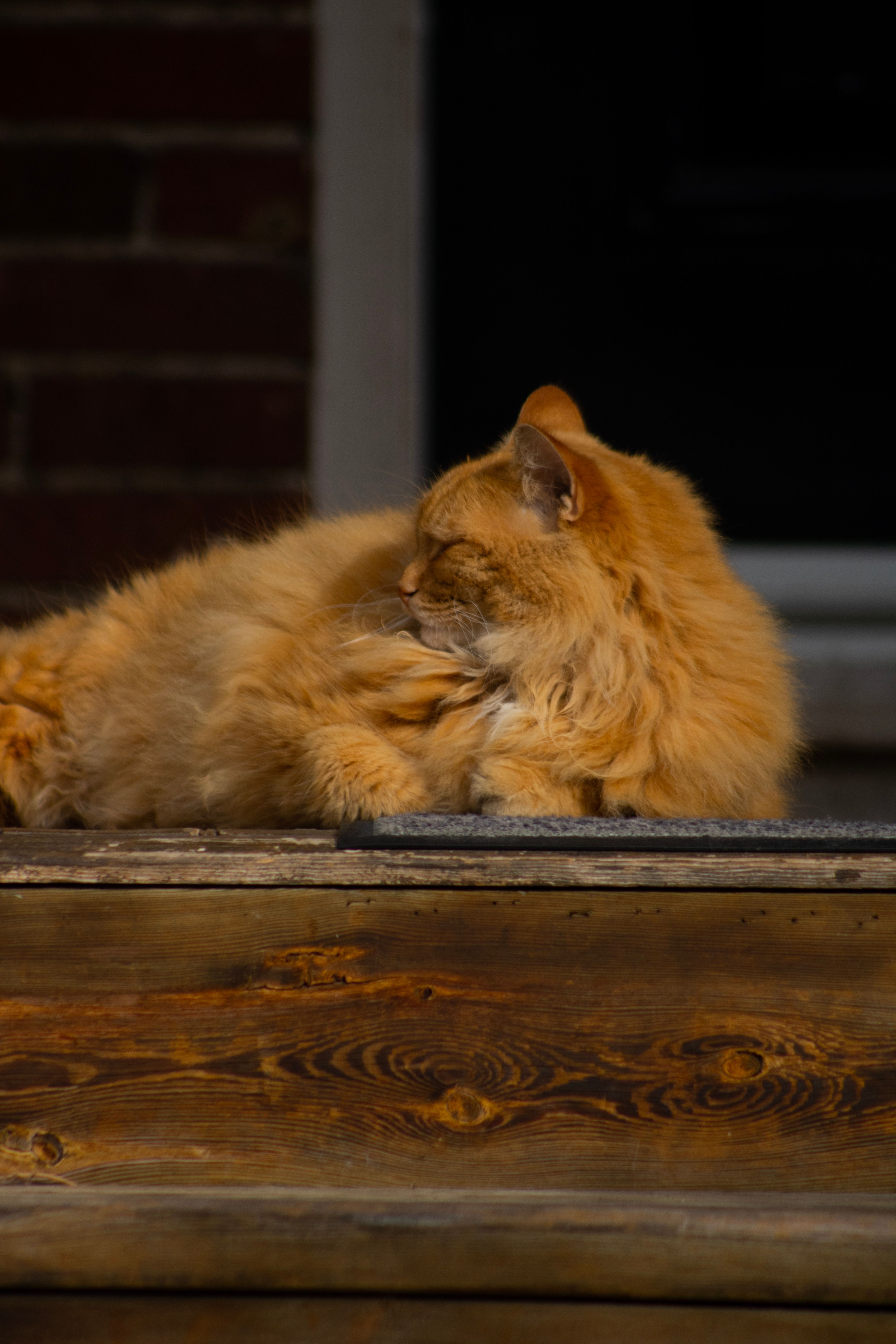 Serene image of a ginger cat lying on wooden steps, showing its fluffy fur in natural light.