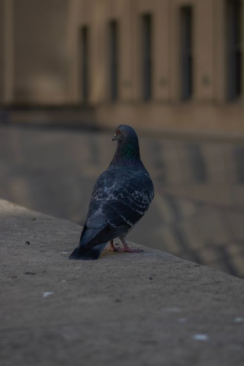 Free A pigeon perched on a concrete wall, showcasing urban wildlife in a city environment. Stock Photo