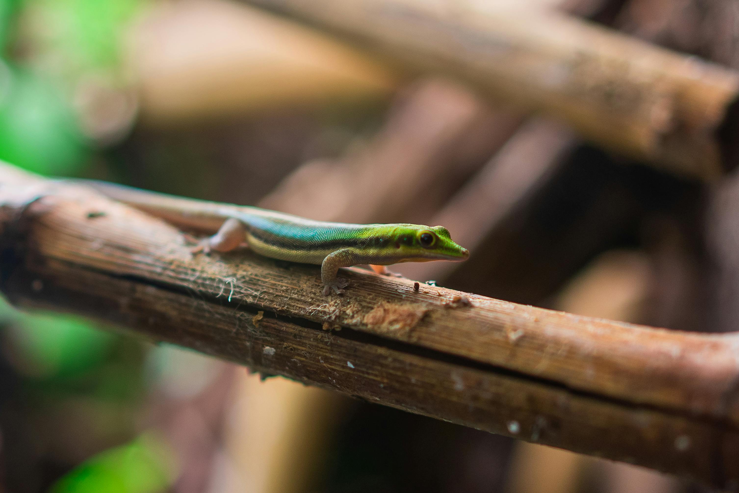green lizard on brown wood