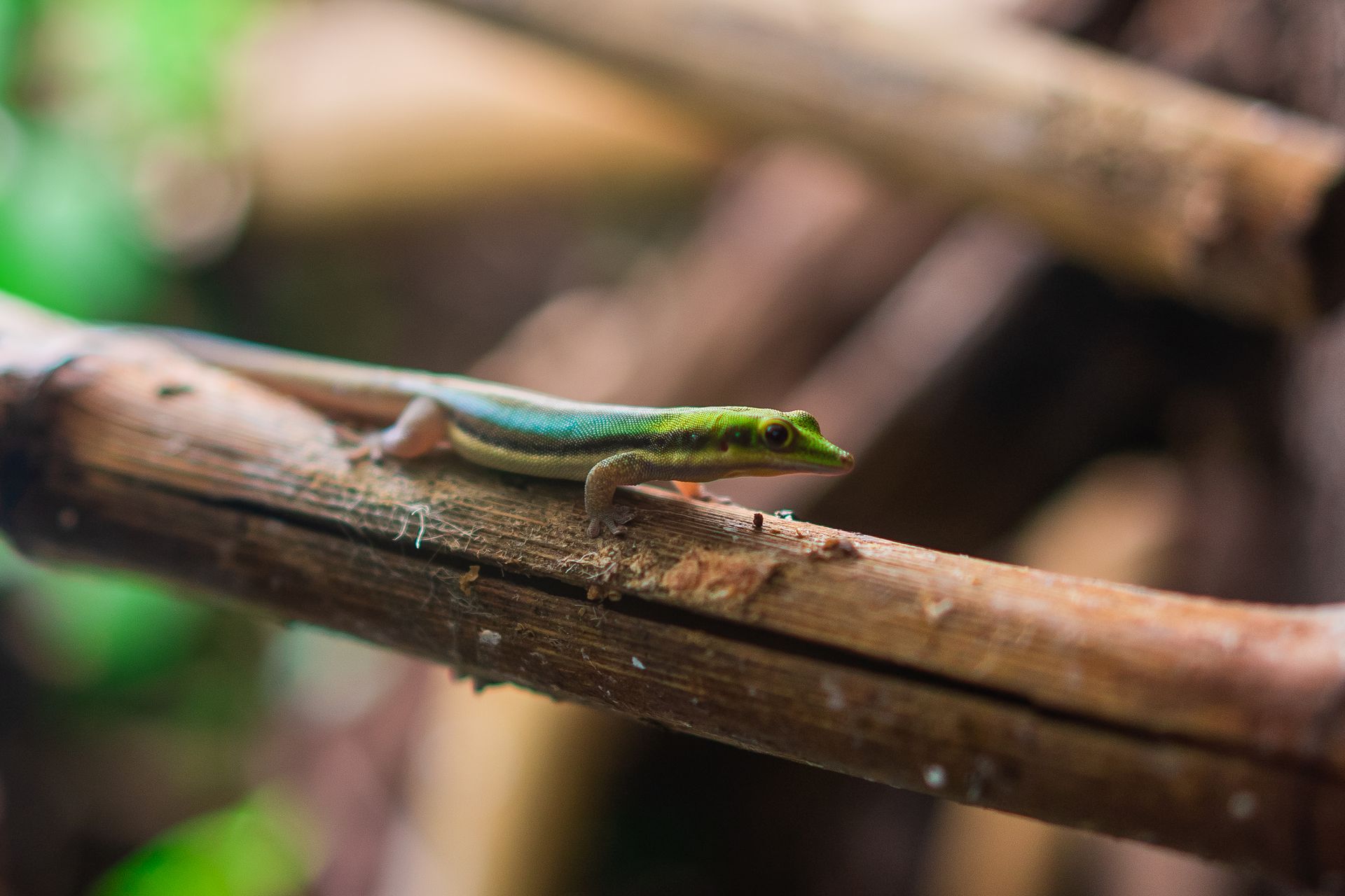 Close-up of a green anole lizard resting on a bamboo branch in a tropical environment.