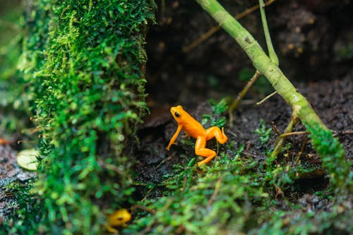 Nahaufnahmefoto Des Orangefarbenen Frosches, Der Auf Grünem Gras Springt