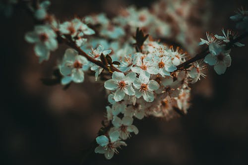 봄, 신선한, 자연의 무료 스톡 사진