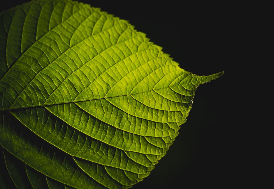 Gigantes Verdes: Empresas Brasileiras Lideram a Descarbonização Industrial Gigantes Verdes: Empresas Brasileiras Lideram a Descarbonização Industrial - sustentabilidade | Estrato