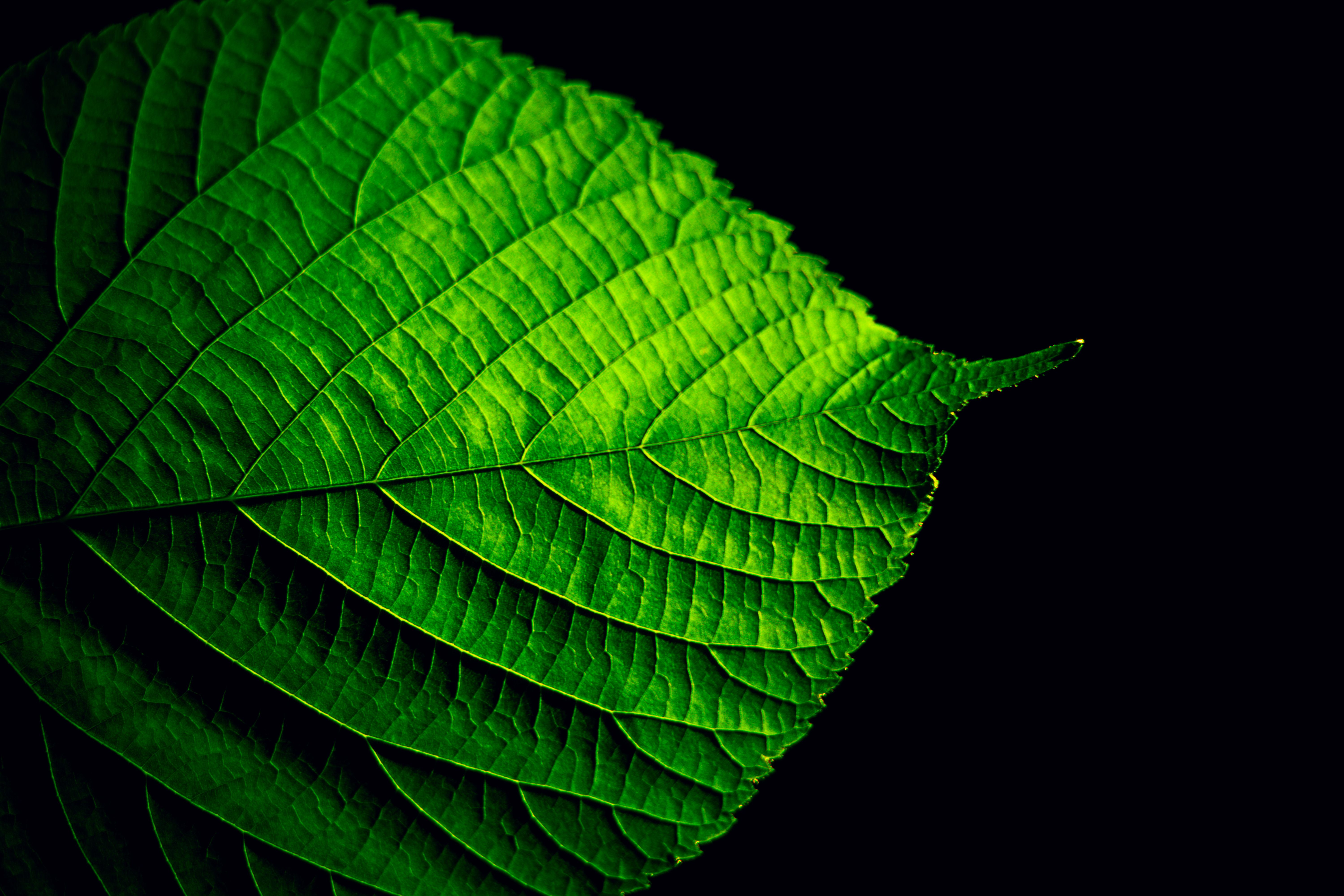 Green Flat Oblong Leaf Plant on Close Up Photography · Free Stock Photo