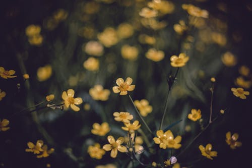 Fotos de stock gratuitas de amarillo, de cerca, flores