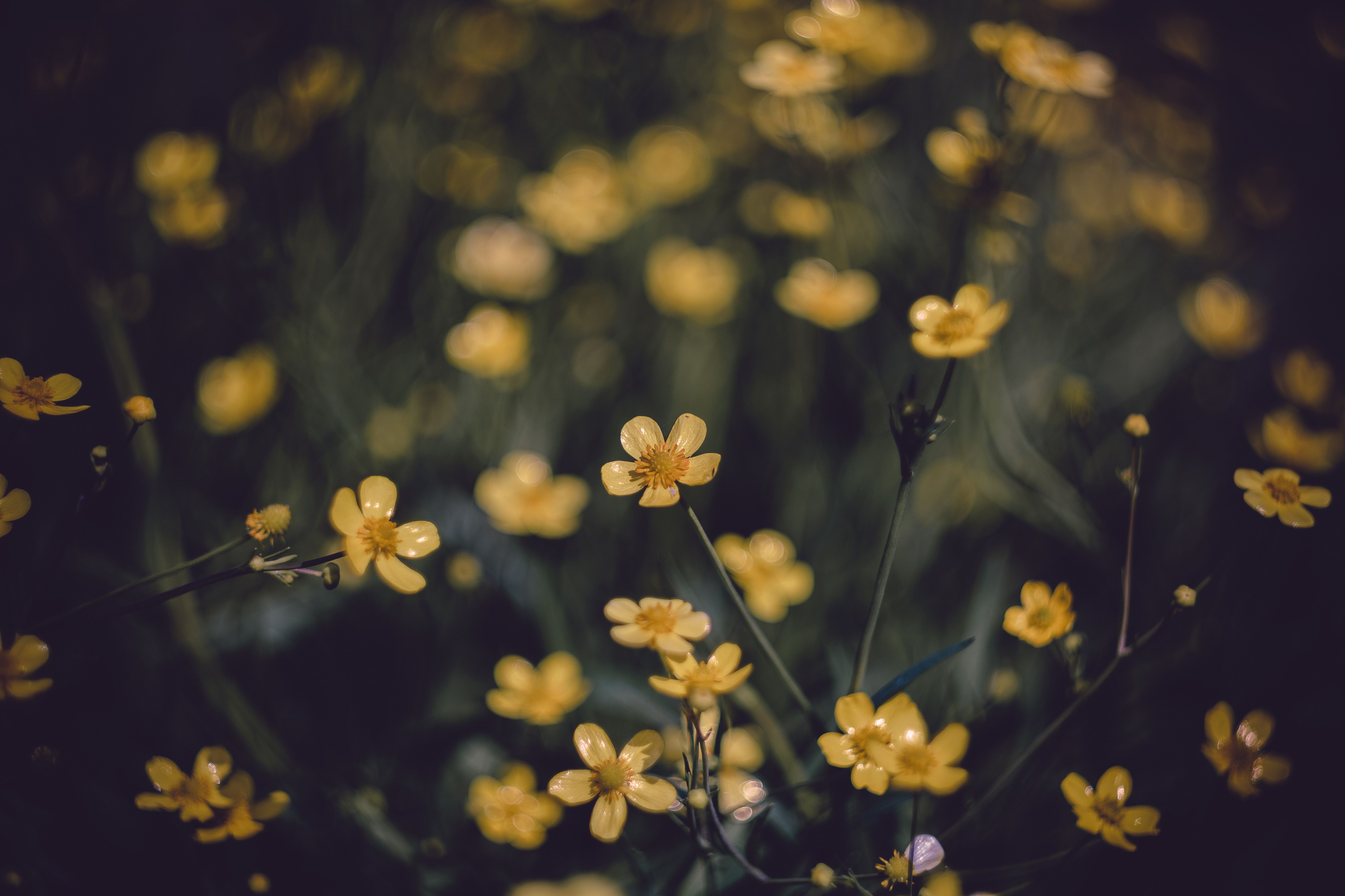 Close up of Yellow Flowers · Free Stock Photo