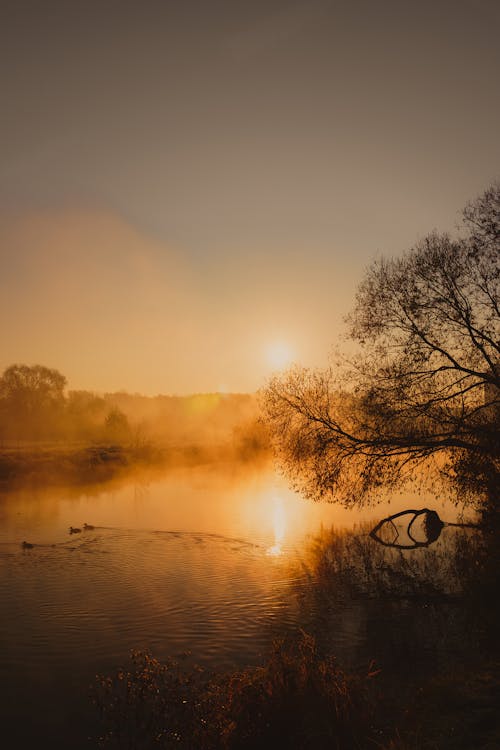 Free View of a River and Trees at Dawn  Stock Photo