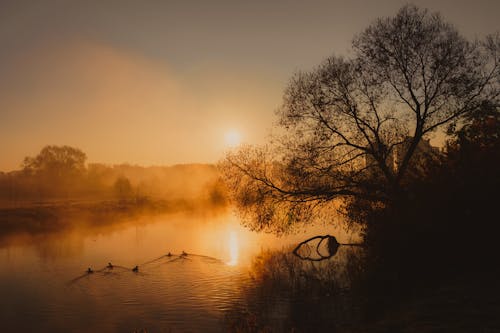 View of a River and Trees at Dawn 