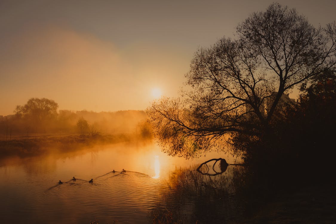 Free View of a River and Trees at Dawn  Stock Photo