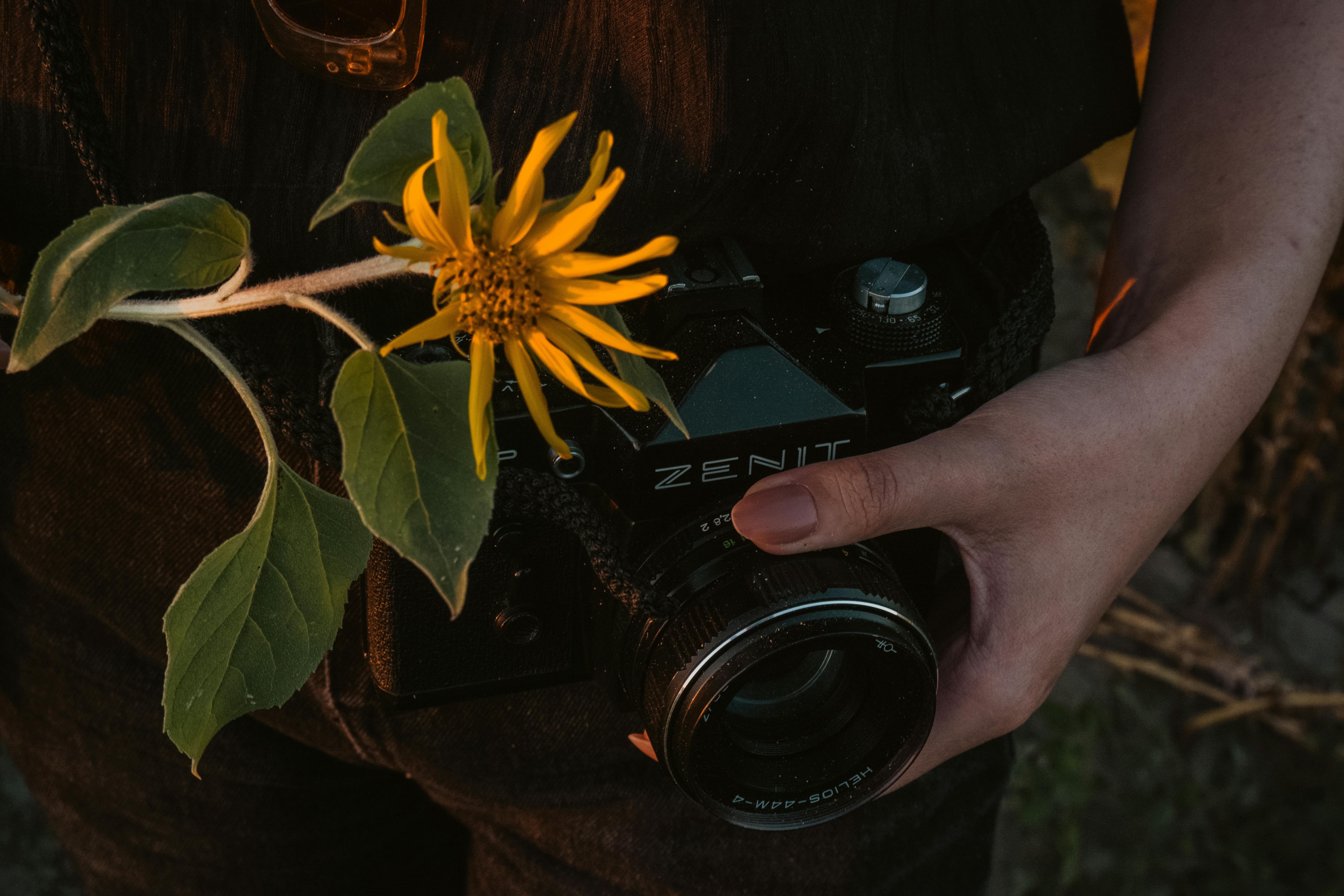 Woman Holding Camera and Sunflower · Free Stock Photo