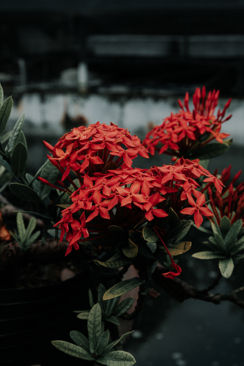 Free Close-up of vibrant red Ixora flowers in full bloom outdoors, showcasing natural beauty and lush foliage. Stock Photo