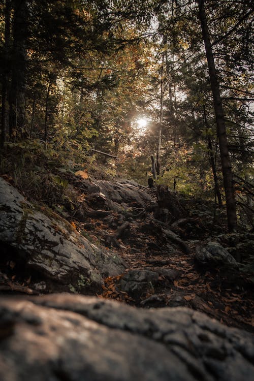 Foto profissional grátis de coníferas, floresta, luz do sol
