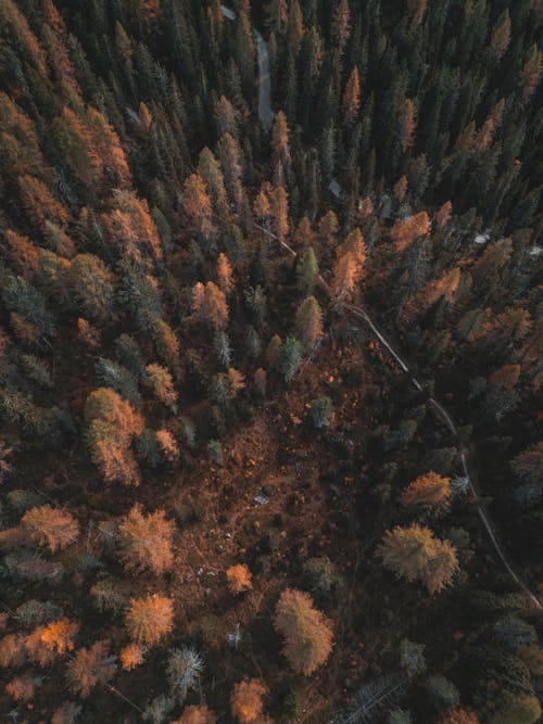 ドローン撮影, 垂直ショット, 森林の無料の写真素材