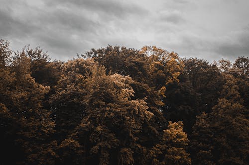 Foto profissional grátis de atmosfera de outono, cor do outono, cores de outono
