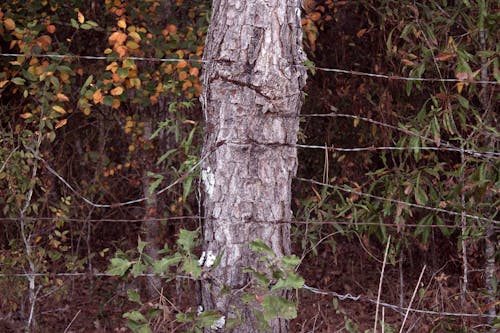 Fotos de stock gratuitas de adulto, alambre de espino, árbol