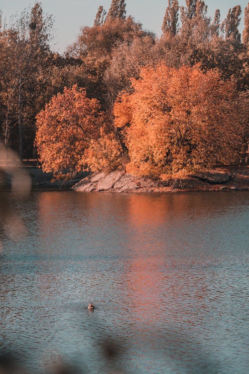 Základová fotografie zdarma na téma flóra, les, odraz