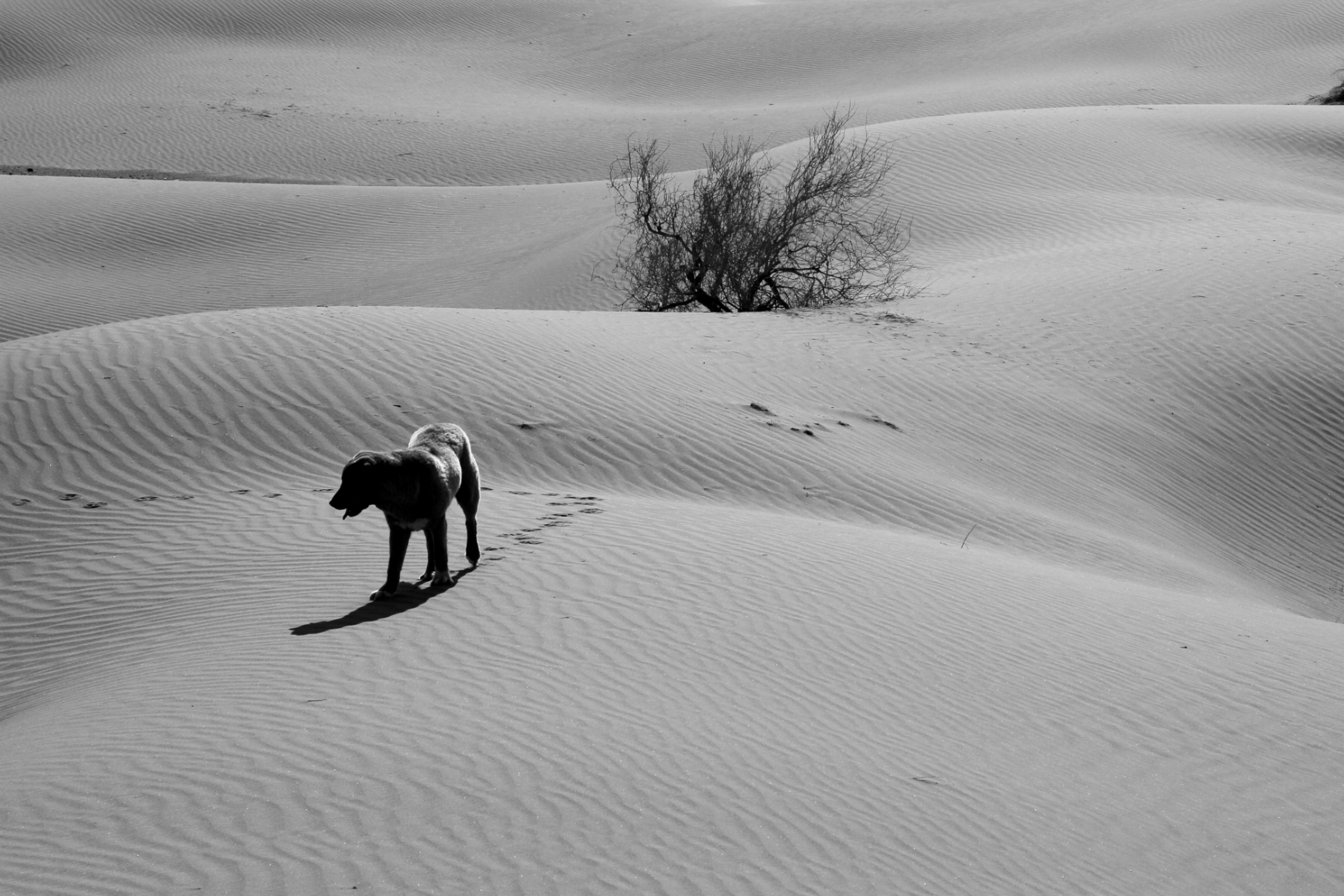 Dog on Desert in Black and White · Free Stock Photo