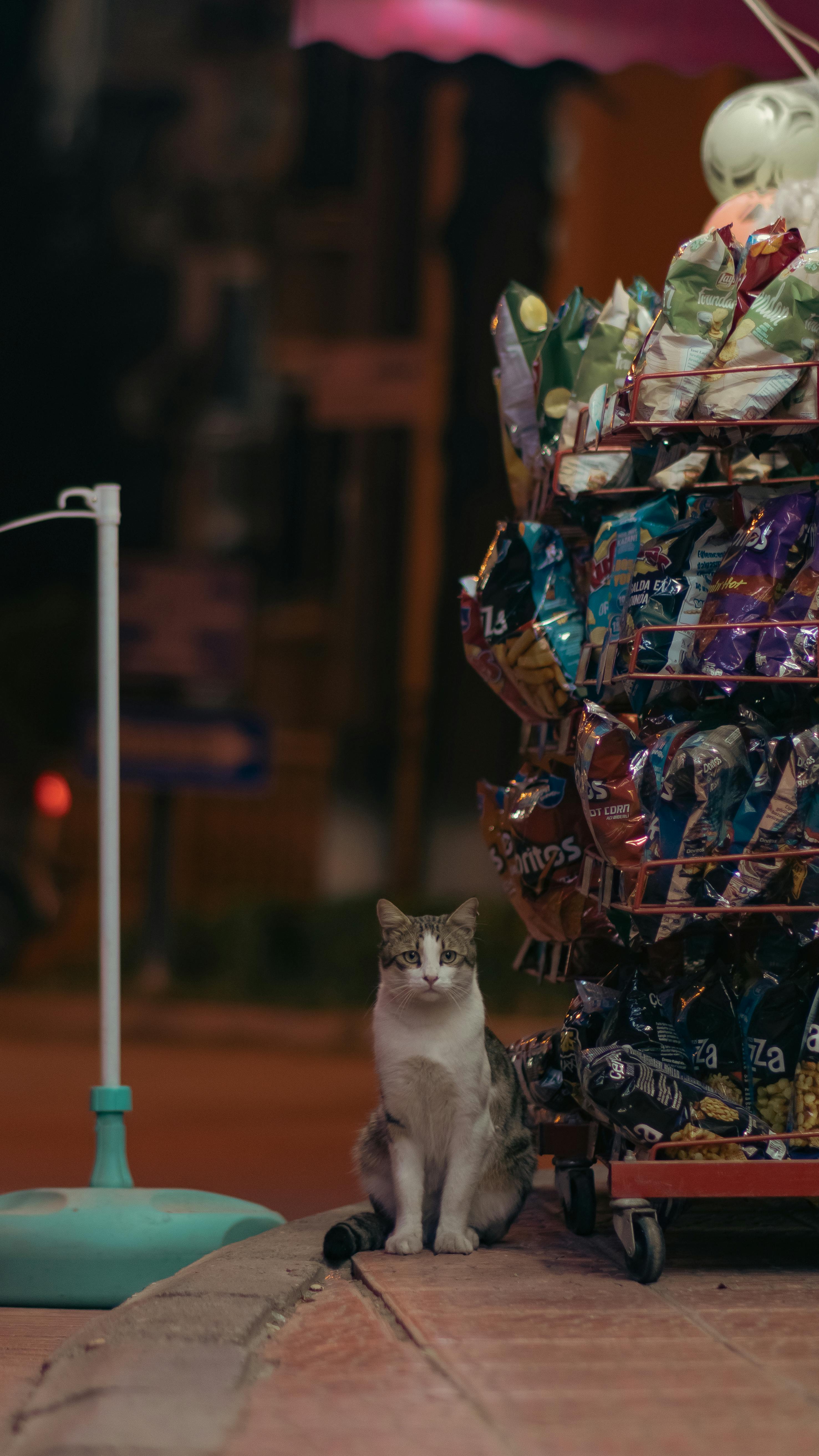 Whats The Best Approach For Setting Pet Deposits Or Fees? Whats The Best Approach For Setting Pet Deposits Or Fees?