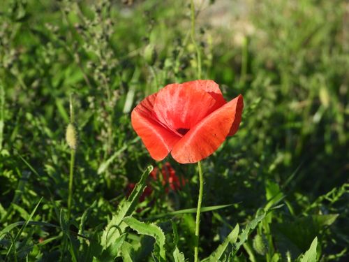Free Close-up of a vivid red poppy blooming amidst lush green foliage in a Rantigny meadow. Stock Photo
